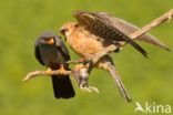 Red-footed Falcon (Falco vespertinus)