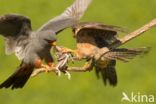 Red-footed Falcon (Falco vespertinus)