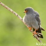 Red-footed Falcon (Falco vespertinus)