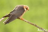 Red-footed Falcon (Falco vespertinus)