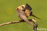 Red-footed Falcon (Falco vespertinus)