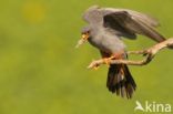 Red-footed Falcon (Falco vespertinus)