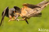 Red-footed Falcon (Falco vespertinus)