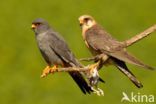 Red-footed Falcon (Falco vespertinus)