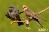 Red-footed Falcon (Falco vespertinus)