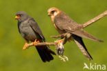 Red-footed Falcon (Falco vespertinus)