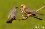 Roodpootvalk (Falco vespertinus)