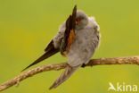 Red-footed Falcon (Falco vespertinus)