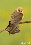 Red-footed Falcon (Falco vespertinus)