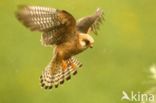 Red-footed Falcon (Falco vespertinus)