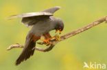 Red-footed Falcon (Falco vespertinus)