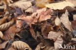Roodschubbige gordijnzwam (Cortinarius bolaris)
