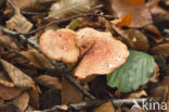 Roodschubbige gordijnzwam (Cortinarius bolaris)