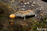 Rosse woelmuis (Myodes glareolus)