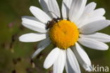 Darkling beetle (Lagria hirta)