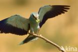 Scharrelaar (Coracias garrulus)