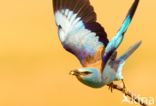 European Roller (Coracias garrulus)