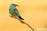 European Roller (Coracias garrulus)