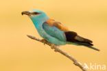 European Roller (Coracias garrulus)