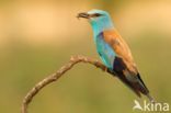 European Roller (Coracias garrulus)