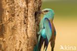 European Roller (Coracias garrulus)