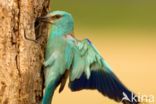 European Roller (Coracias garrulus)