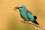 European Roller (Coracias garrulus)