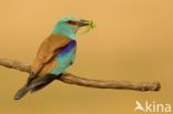 European Roller (Coracias garrulus)