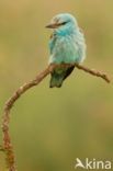 European Roller (Coracias garrulus)