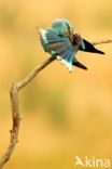European Roller (Coracias garrulus)