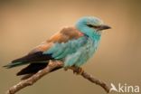 European Roller (Coracias garrulus)
