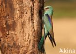 Scharrelaar (Coracias garrulus)