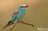 European Roller (Coracias garrulus)