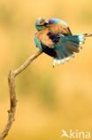 European Roller (Coracias garrulus)