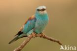European Roller (Coracias garrulus)