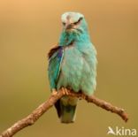 European Roller (Coracias garrulus)
