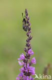 Sint-Jansvlinder (Zygaena filipendulae)