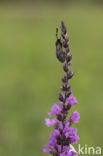 Sint-Jansvlinder (Zygaena filipendulae)