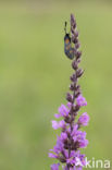 Sint-Jansvlinder (Zygaena filipendulae)