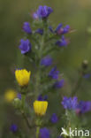 Slangenkruid (Echium spec.)