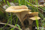 Slanke trechterzwam (Clitocybe gibba)