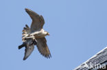 Slechtvalk (Falco peregrinus)