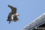 Slechtvalk (Falco peregrinus)