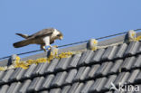 Peregrine Falcon (Falco peregrinus)