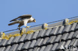 Peregrine Falcon (Falco peregrinus)