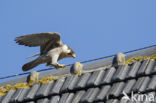 Peregrine Falcon (Falco peregrinus)