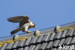 Slechtvalk (Falco peregrinus)