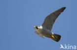 Peregrine Falcon (Falco peregrinus)