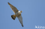 Peregrine Falcon (Falco peregrinus)