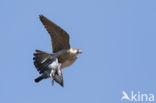 Peregrine Falcon (Falco peregrinus)